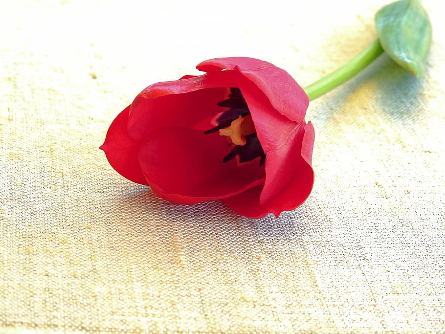 tulip, flower, nature, spring, blossom, bloom, plant, flora HD wallpaper