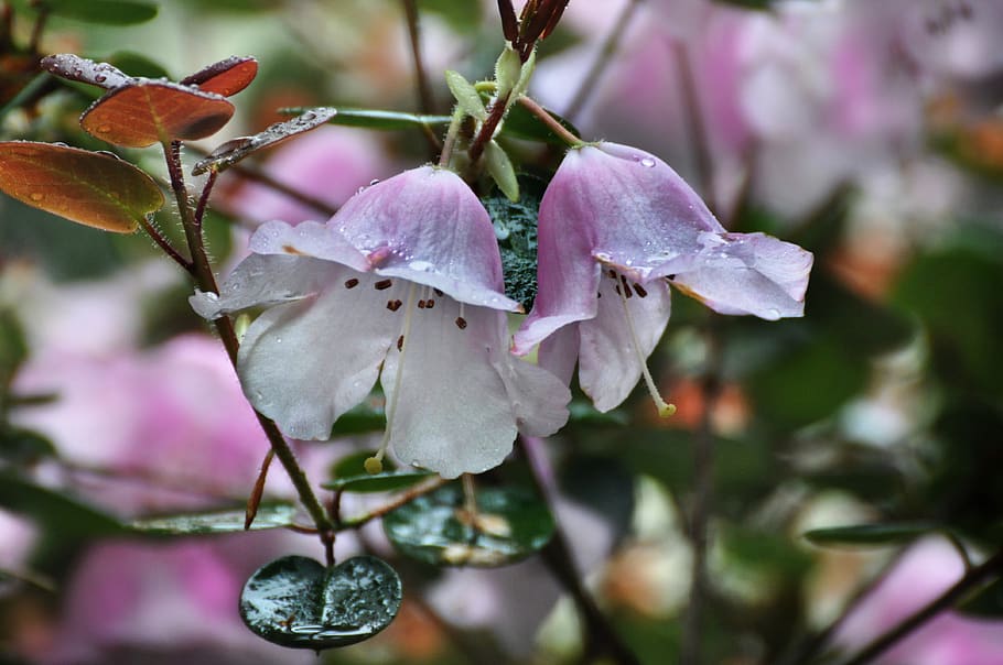 raindrops, pink, delicate, flower, plant, growth, beauty in nature HD wallpaper