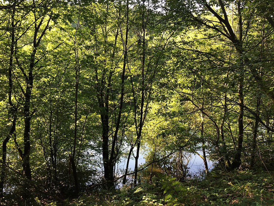forest, lake, nature, trees, landscape, mirroring, leaves, lonely HD wallpaper