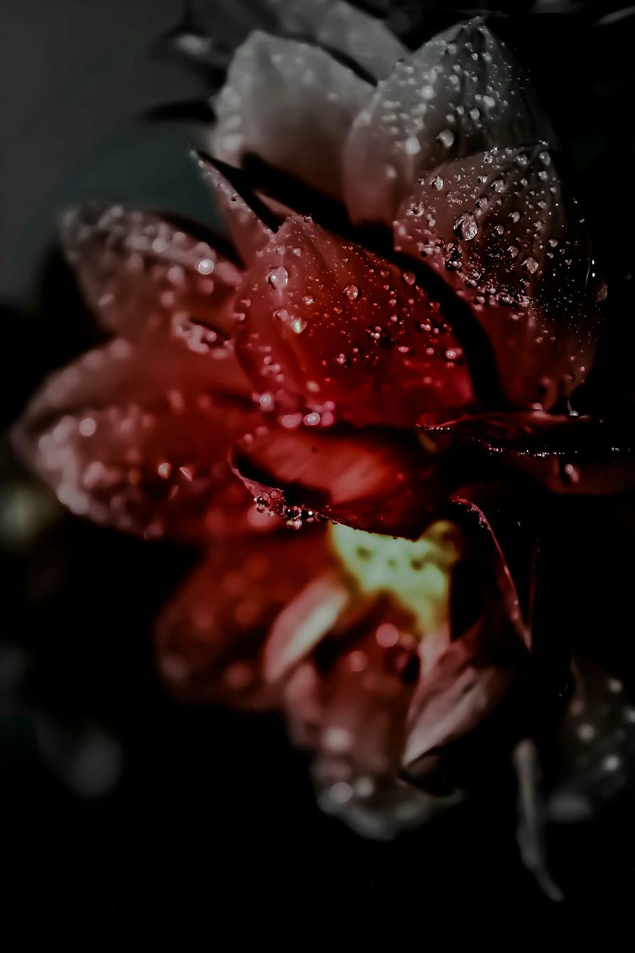 shape, sharp, surface, flower, flowering plant, freshness, beauty in nature HD wallpaper