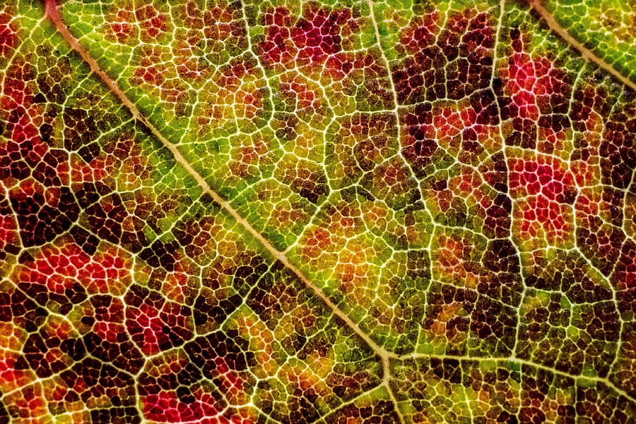 leaf, texture, fall, autumn, full frame, plant part, no people HD wallpaper