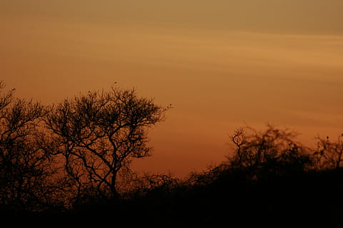 sol, sertao, brazil, sunset, nature, silhouette, tree, dusk HD wallpaper