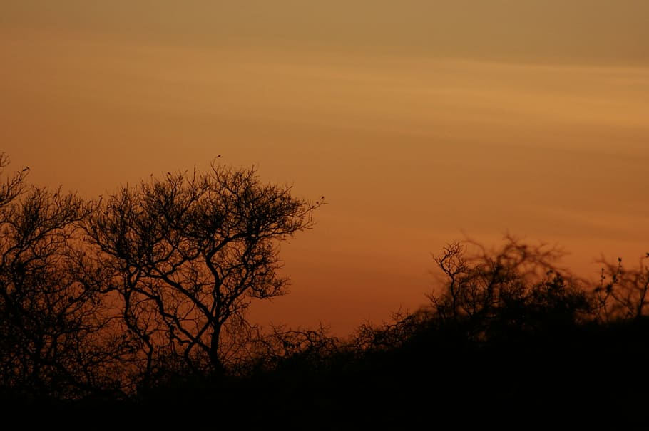 sol, sertao, brazil, sunset, nature, silhouette, tree, dusk HD wallpaper