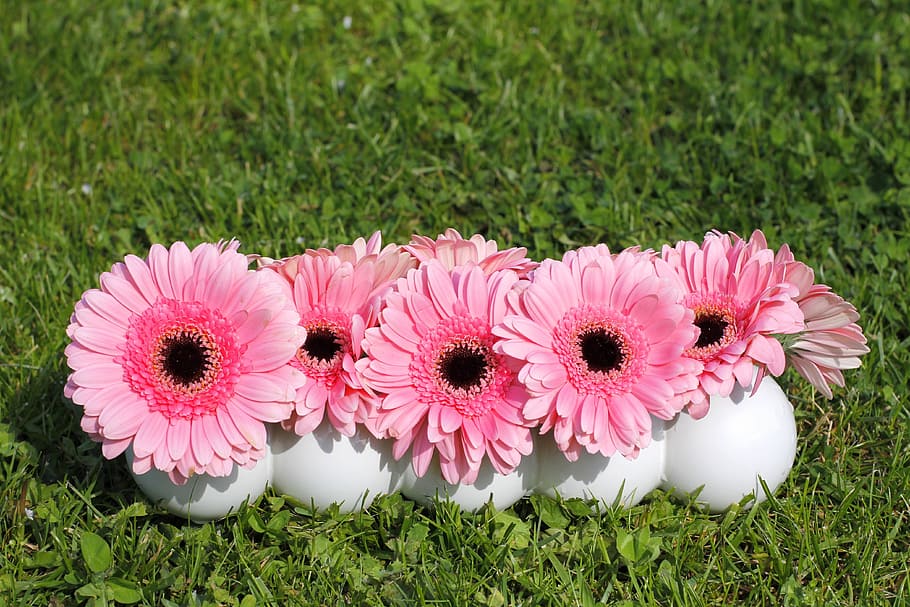 Flowers, Gerbera, Background, Pink, Wood, close, deco, decoration HD wallpaper