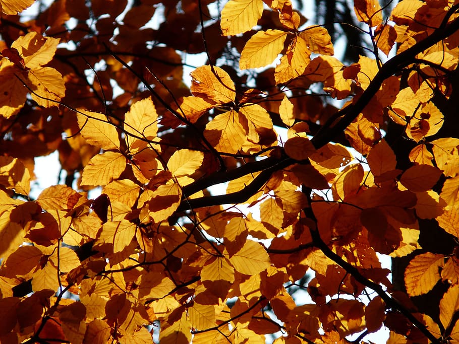 beech, fagus sylvatica, deciduous tree, golden autumn, golden october HD wallpaper