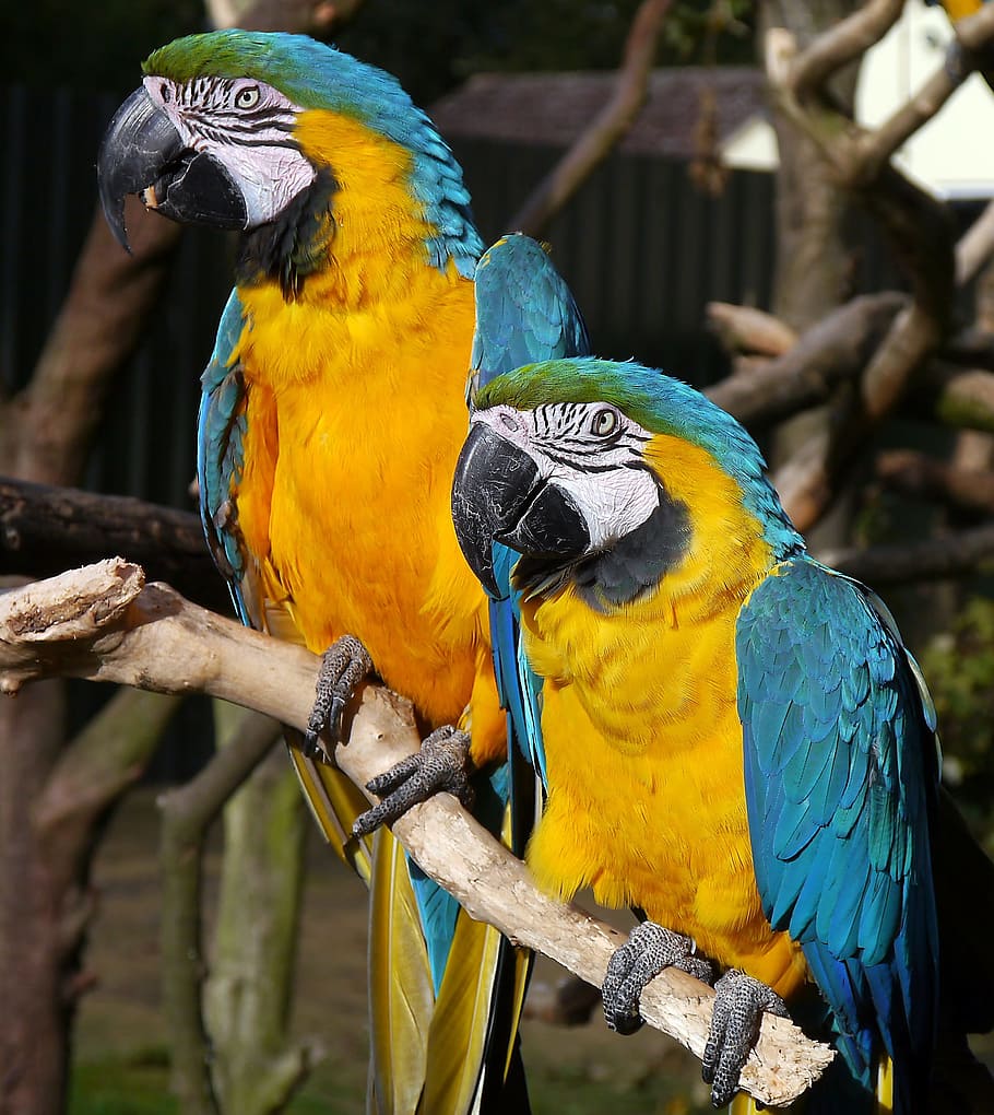 macaw, parrot, bird, fly, wings, feather, wildlife, beak, dom HD wallpaper