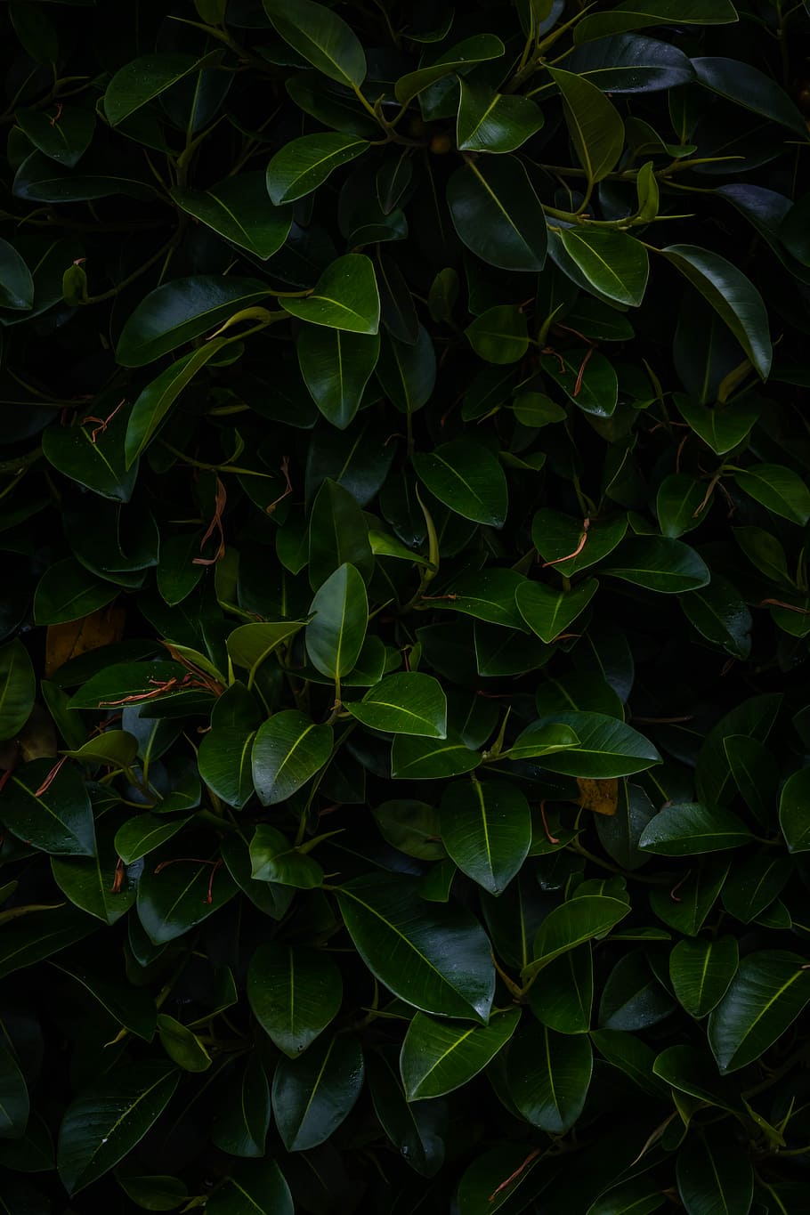 green leafed plant, shade, tree, plant part, green color, growth HD wallpaper
