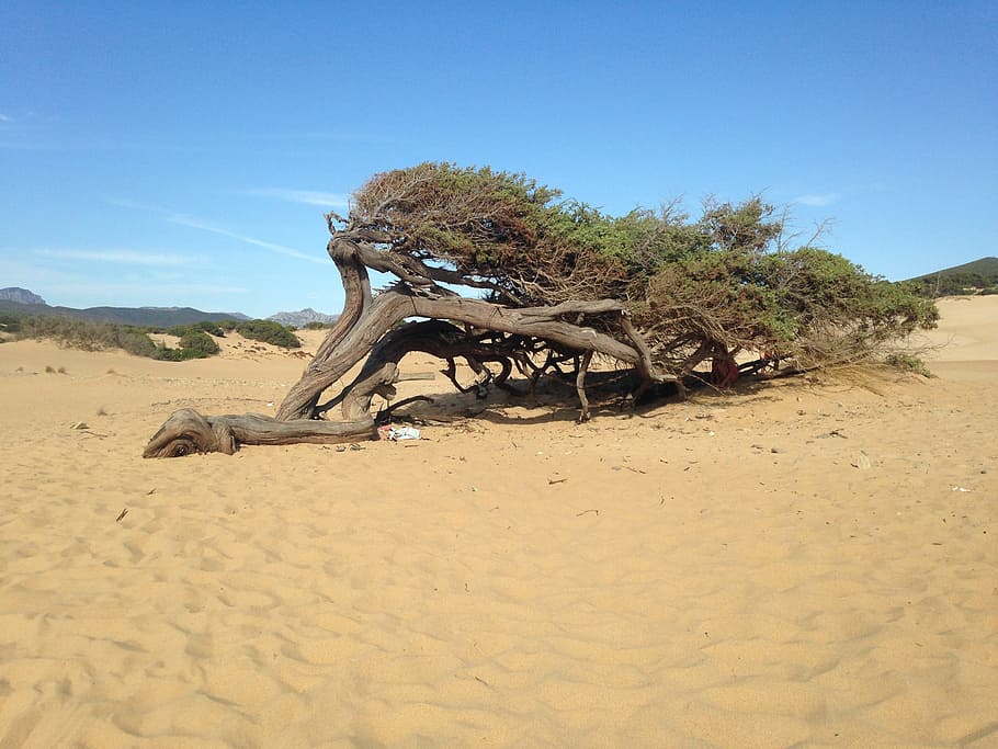 tree, dune, sand, sky, land, nature, day, scenics - nature HD wallpaper