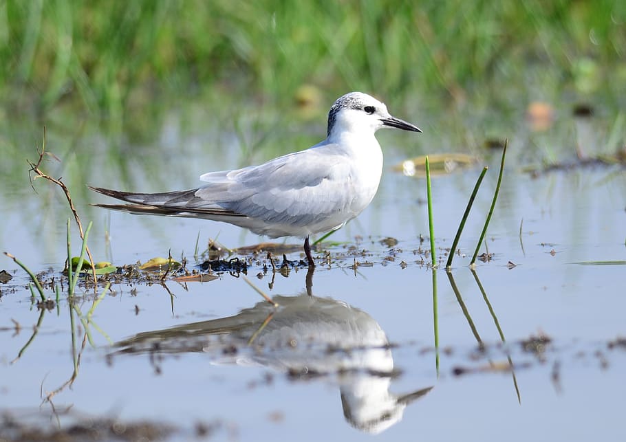 whiskered, tern, marsh, bird, wetland, migratory, birdwatching HD wallpaper