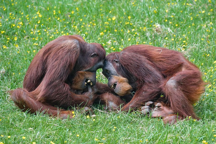 two chimpanzee playing on the grass, orangutan, monkey, roux HD wallpaper