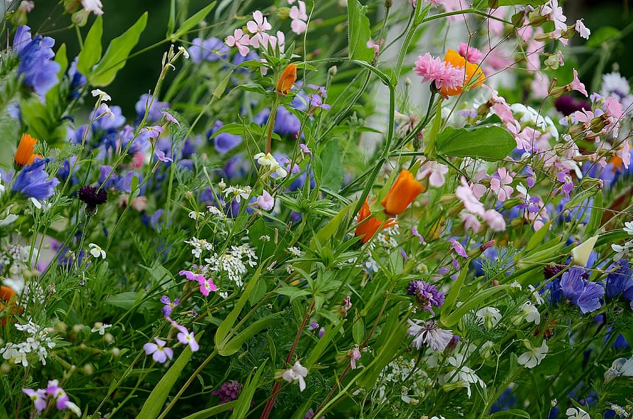 purple, orange, and pink flowers, summer, nature, macro, red HD wallpaper
