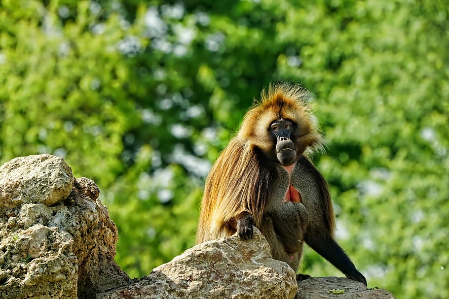 selective focus photography of monkey, mammal, primate, zoo HD wallpaper