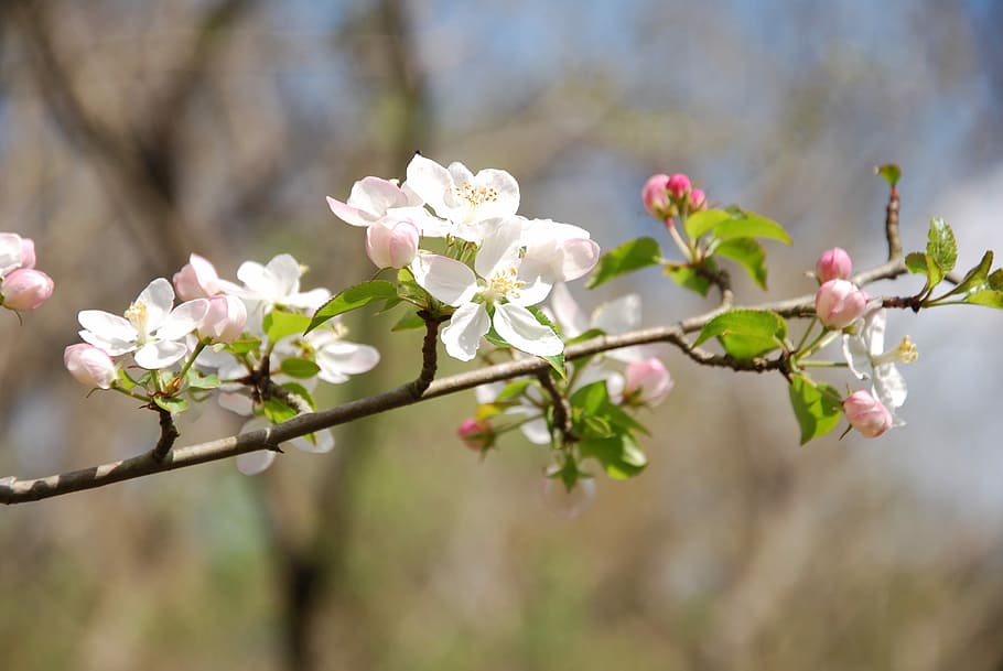 tree, flower, cherry, branch, flora, fruit tree, flowering plant HD wallpaper