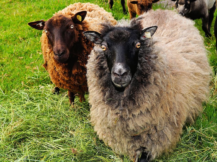 Black Sheep, Sheep, Wool, Head, Eyes, soft, agriculture, pasture HD wallpaper