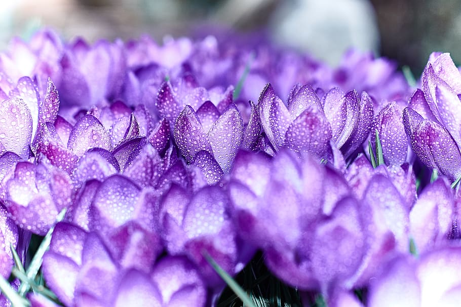 field of purple crocus flowers, spring, spring flower, violet HD wallpaper