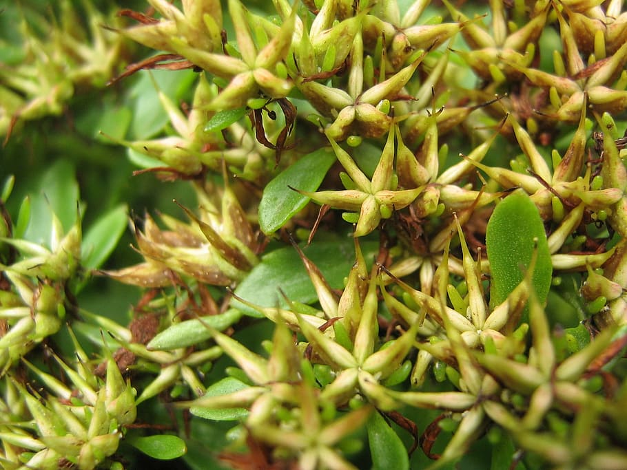 macro, the sapling, rockery, the sapling macro, green plant HD wallpaper