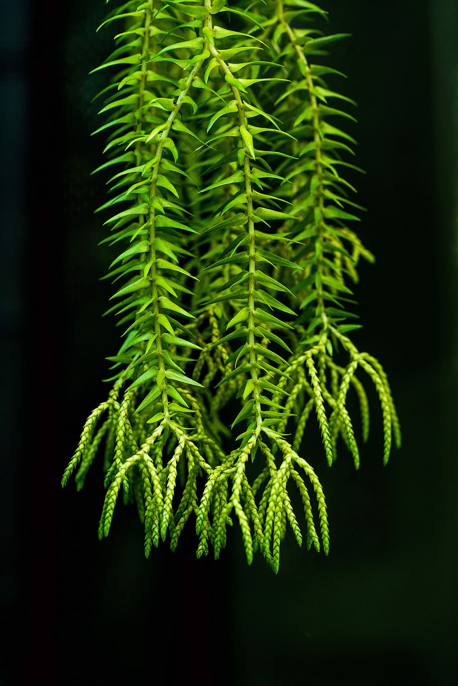 photo of green leaf, green hanging plant, fern, tassel fern, club moss