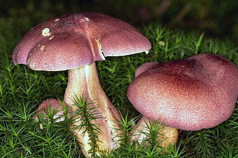 mushrooms, forest, moss, macro, nature, fungus, autumn, close-up HD wallpaper