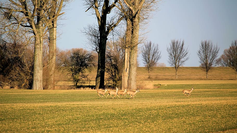 landscape, trees, deer, fallow deer, morgenstimmung, animal HD wallpaper