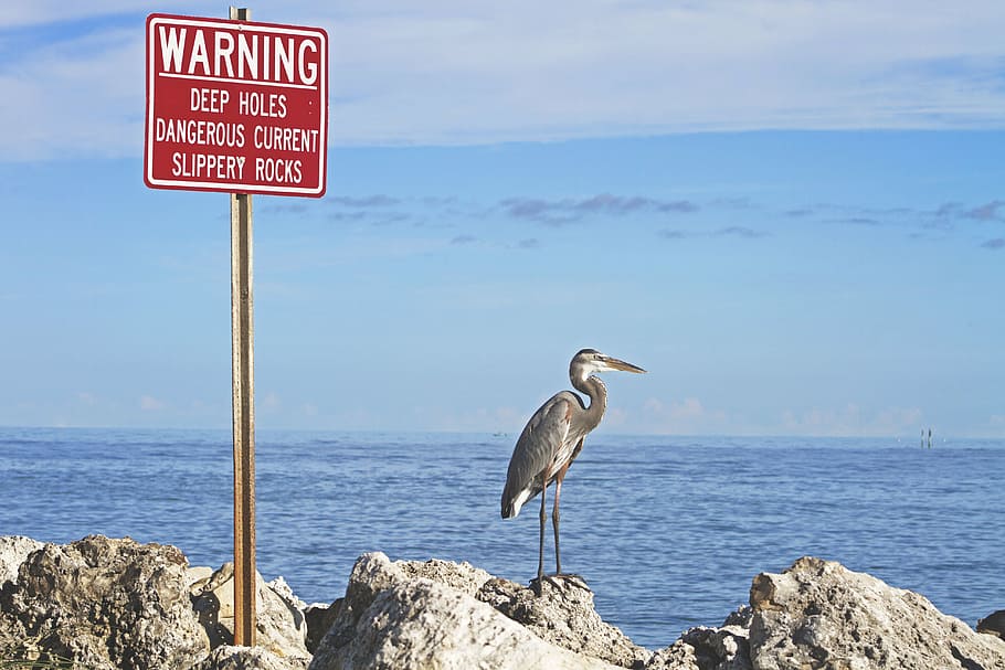 beach, bird, heron, ocean, outdoors, rocks, sea, seabird, sign HD wallpaper