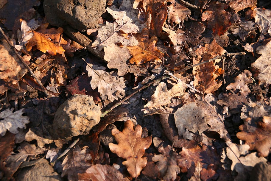 forest, leaf, autumn, plant part, change, leaves, dry, nature HD wallpaper