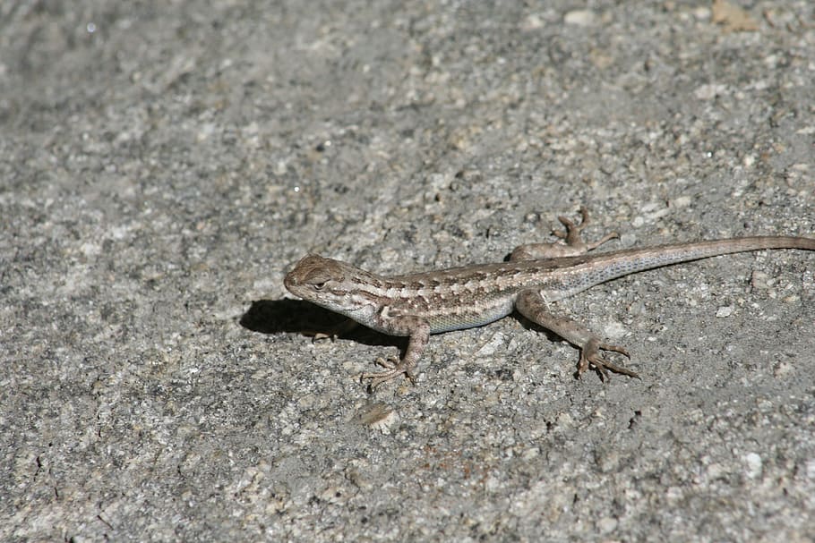 lizard, creature, nature, reptile, animal, wild, reptilian HD wallpaper