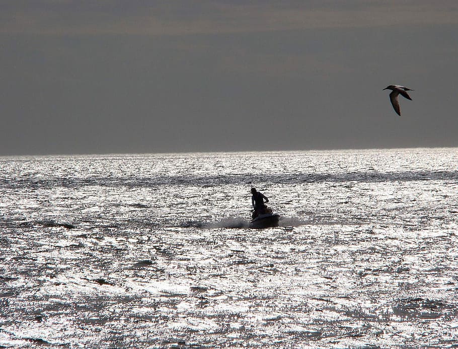 Ocean, Wave, Breeze, Jet, Ski, Sport, bird, nature, sea, animal HD wallpaper