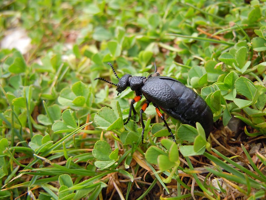 oil beetle, grass, insect, bug, wildlife, green, spring, black HD wallpaper