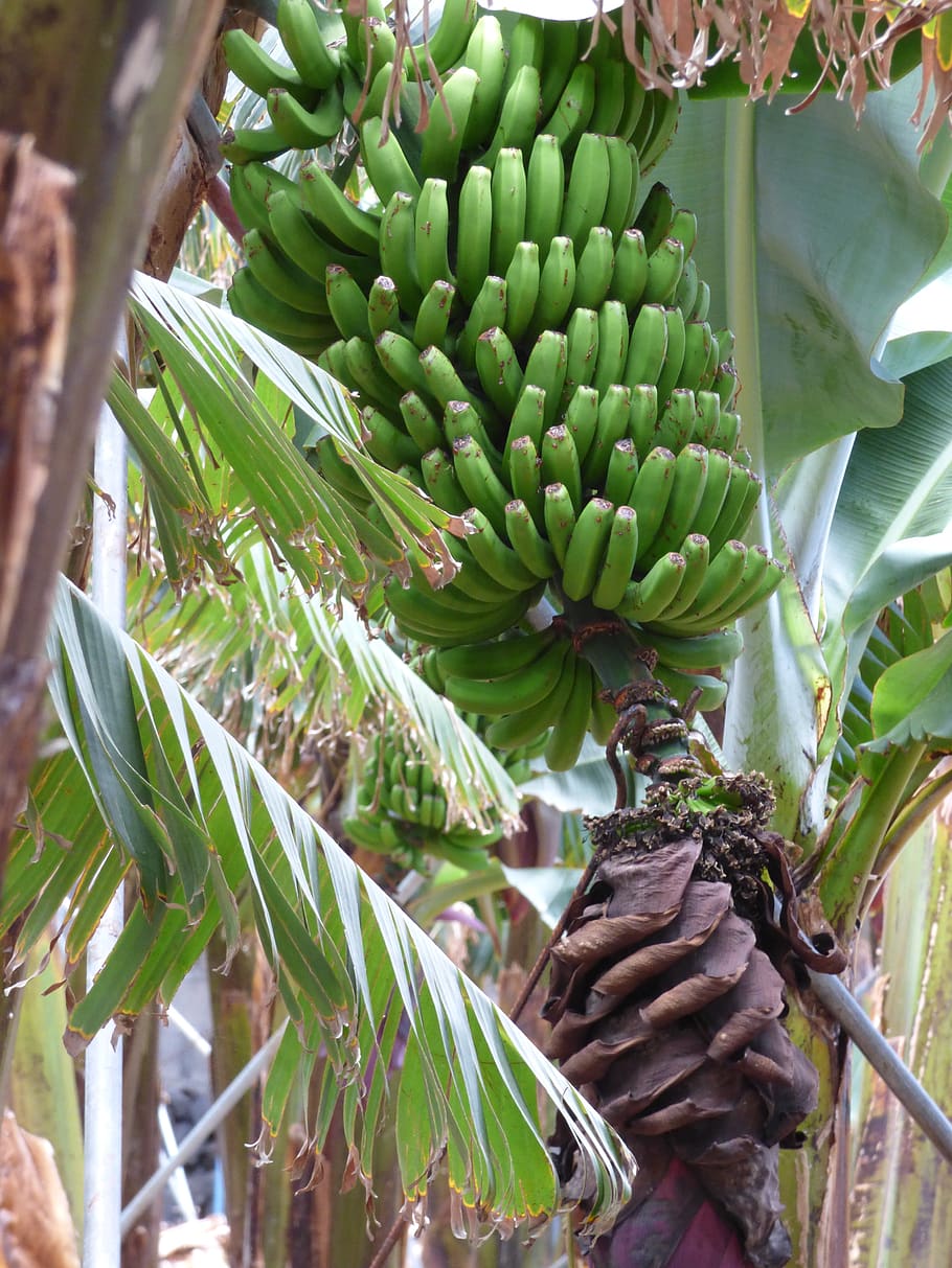 HD wallpaper: bananas, banana flower, herb, fruit, green, leaves, plant