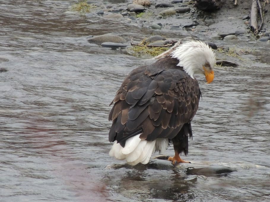 Eagle, Salmon, Raptor, bald Eagle, bird, eagle - Bird, wildlife HD wallpaper