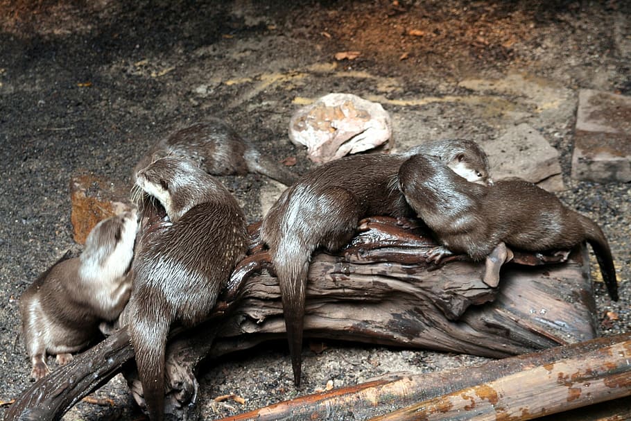 clawed, otter, short, marten, endangered, species, prey, animal themes HD wallpaper