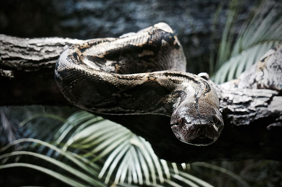 snake, python, constrictor, reptile, green, terrarium, animal HD wallpaper