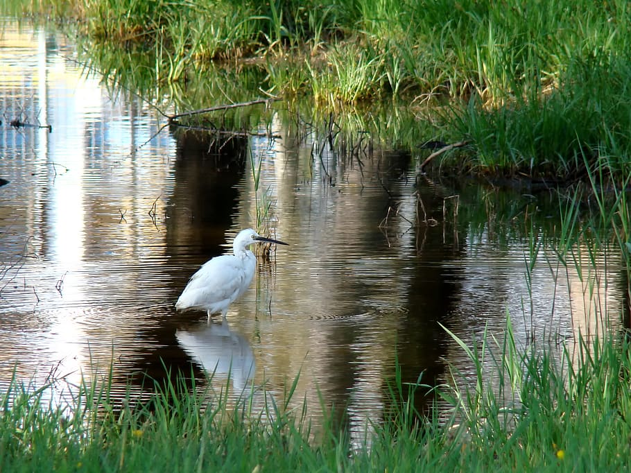 water, nature, lake, reflection, pool, animal wildlife, animal themes HD wallpaper