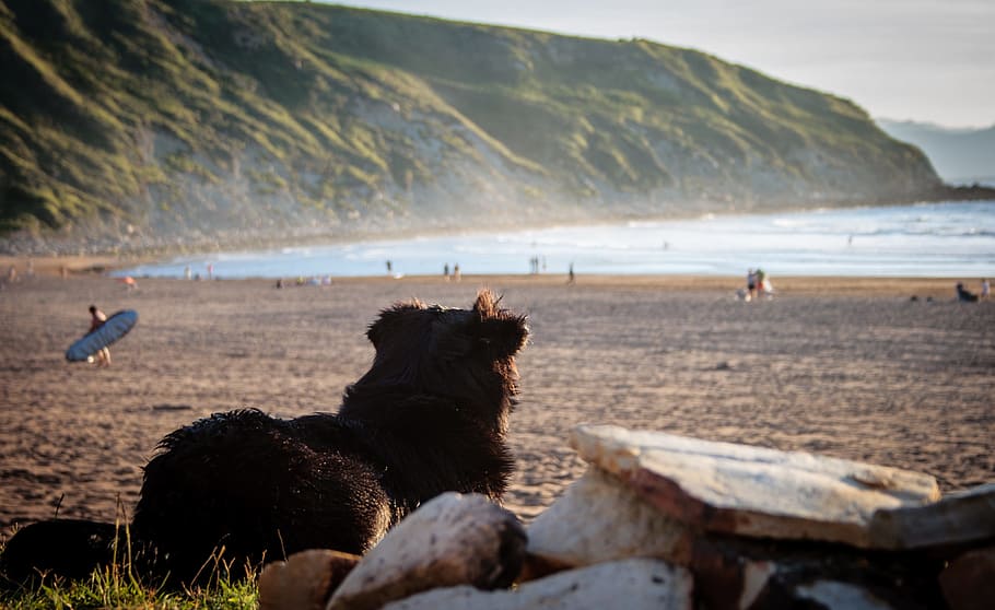 Dog, Spain, Beach, Pet, Quadruped, animal world, rock, nature HD wallpaper