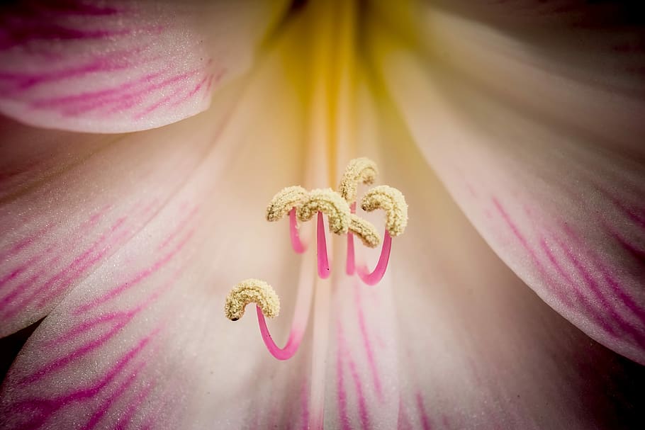 flower, nature, flora, bright, petal, closeup, elegant, flowering plant HD wallpaper