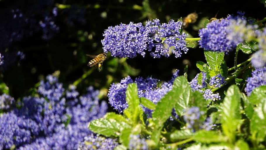 nature, spring, honey, bee, insect, plant, flower, green, natural HD wallpaper
