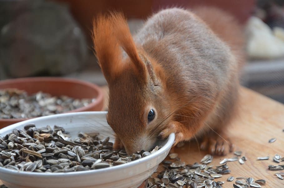 squirrel, animals, nature, nager, fur, cute, animal themes HD wallpaper