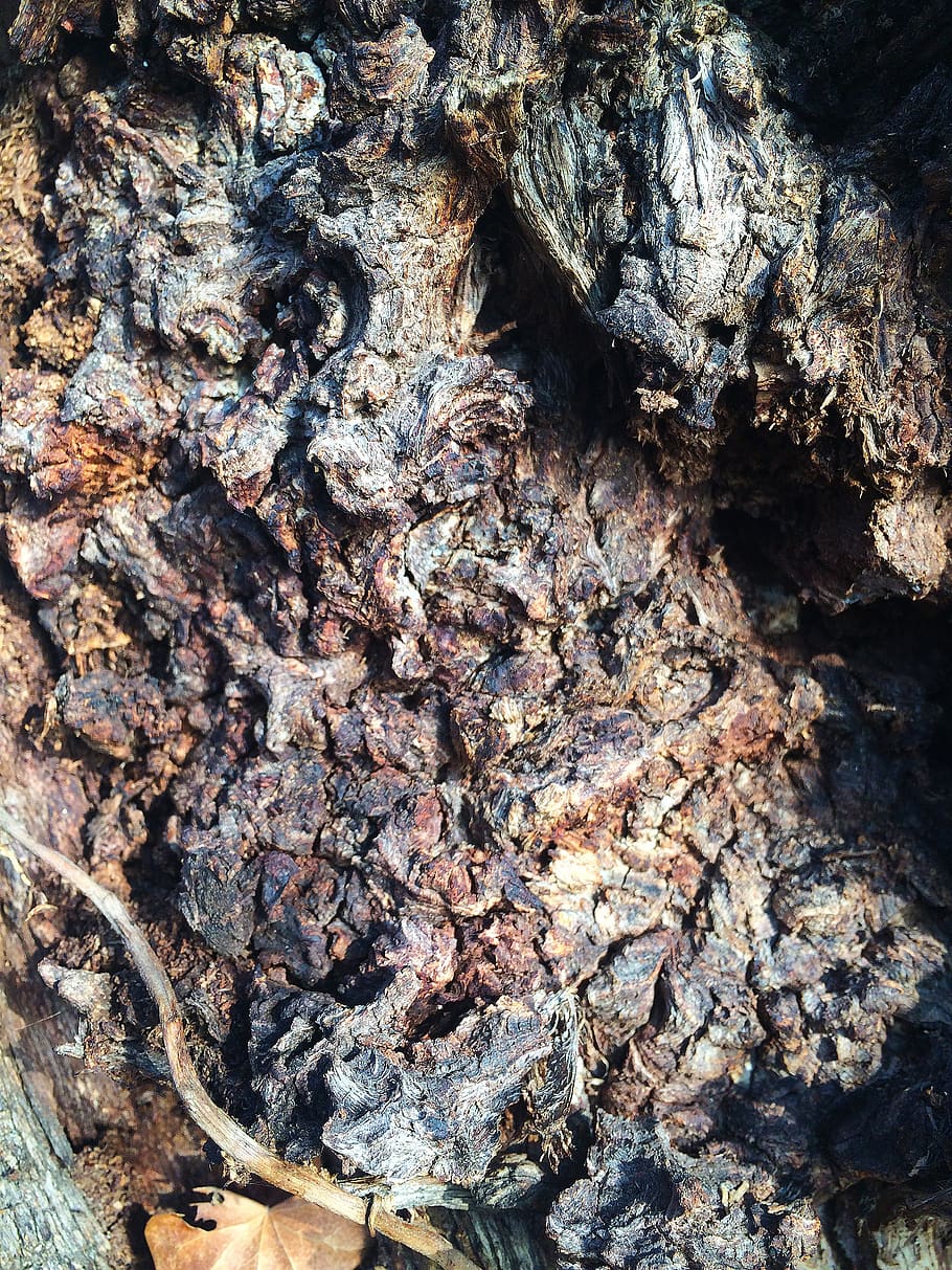 bark, moss, log, tree, nature, tribe, tree bark, structure HD wallpaper