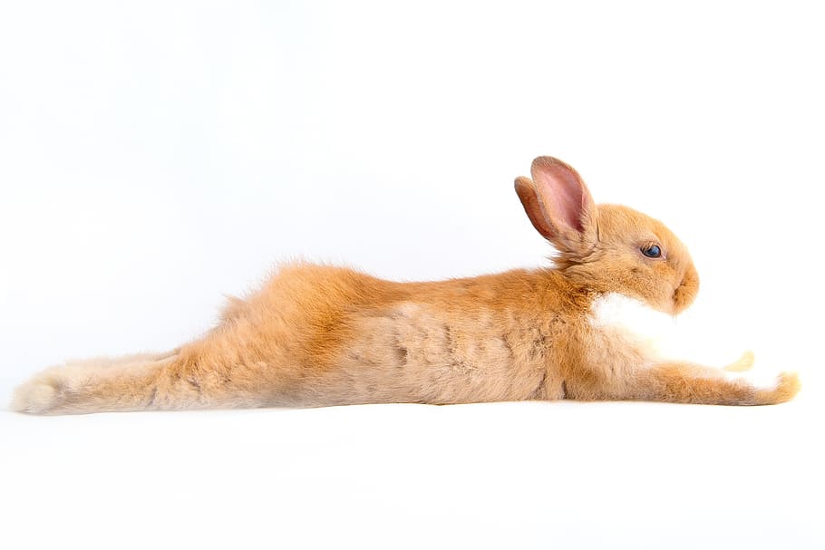 brown and white rabbit lying on white surface, hare, easter, futrzaty, HD wallpaper