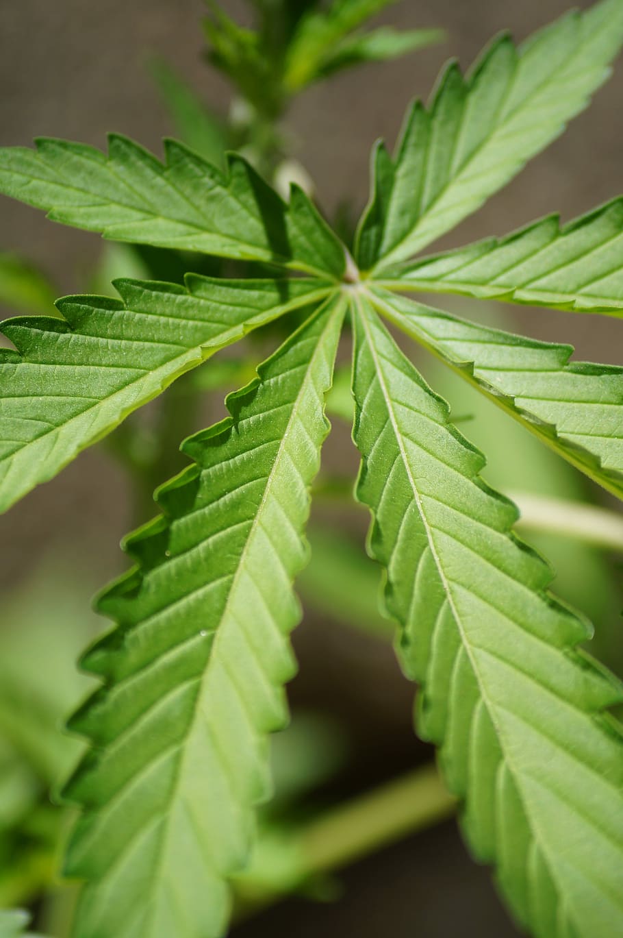 closeup photo of cannabis leaf, Nature, green color, close-up HD wallpaper