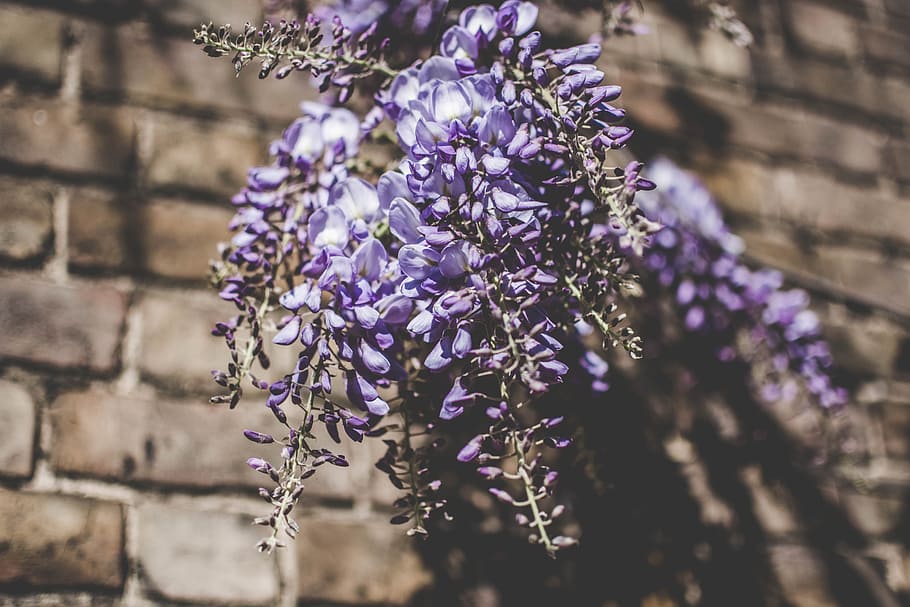 selective focus photography of purple petaled flower plant, Blossoming London HD wallpaper