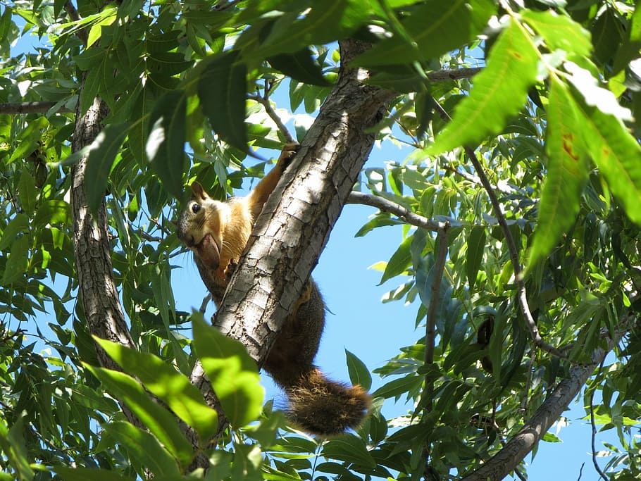 squirrel, tree, pecan, animal, mammal, wild, outdoor, rodent HD wallpaper