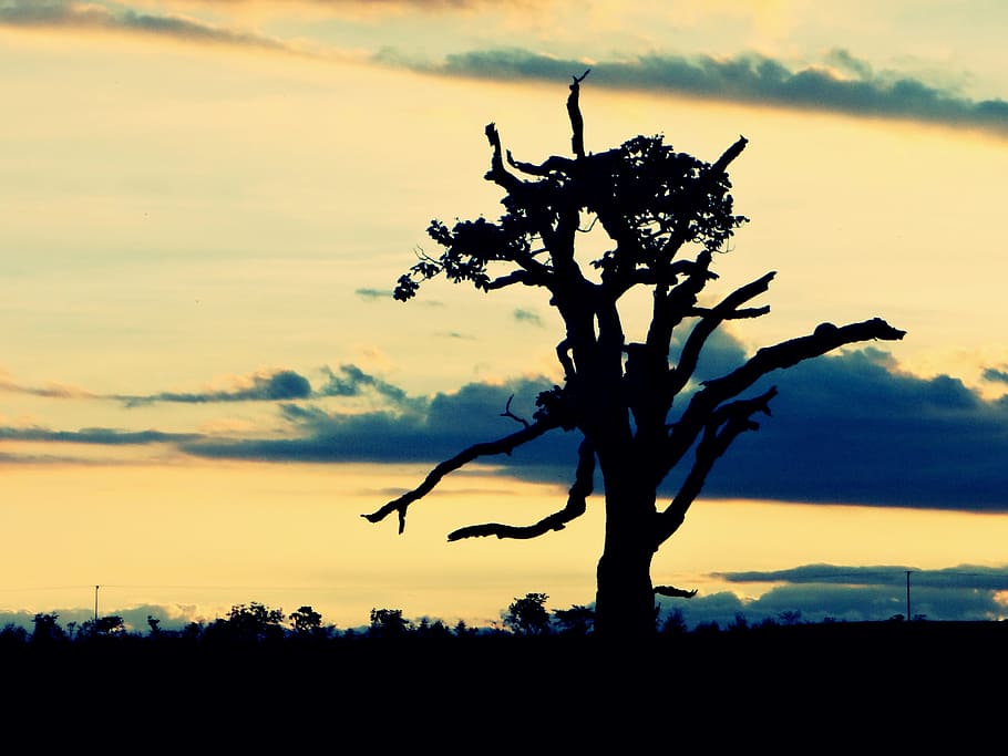 tree, shadows, plant, backlight, landscape, sunset, sky, silhouette HD wallpaper