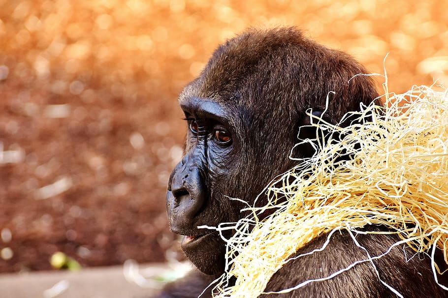 gorilla, monkey, funny, animal, zoo, furry, omnivore, wildlife photography HD wallpaper