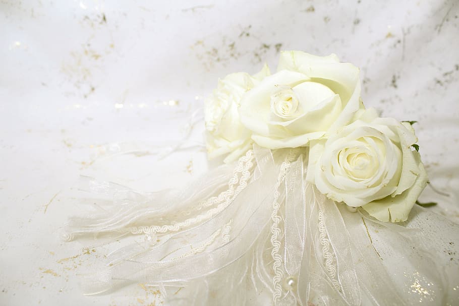 photo of white rose with ribbon lace, roses, blossom, bloom, background, HD wallpaper