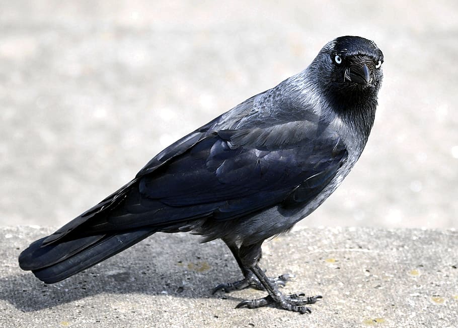 selective focus of black bird, raven bird, bill, jackdaw, corvidae