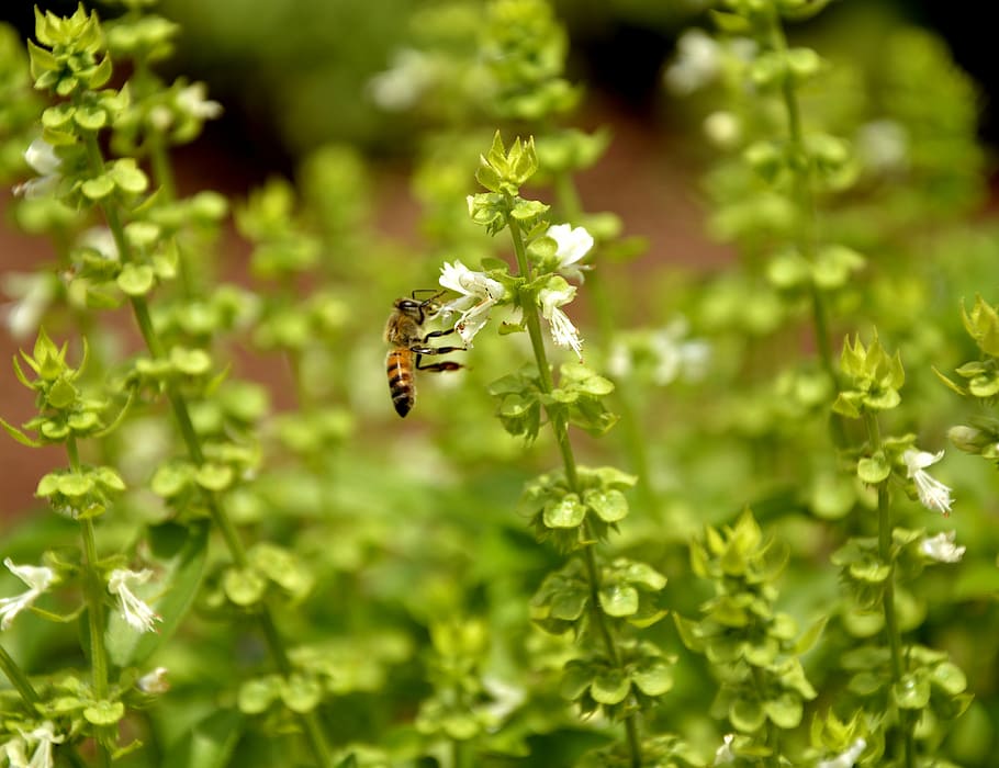 bee, nature, basil, macro, spring, garden, environment, beautiful HD wallpaper