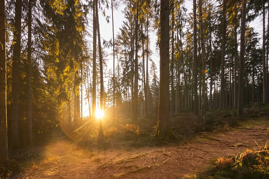 sunlight through trees, forest, forests, mood, light beam, morgenstimmung HD wallpaper