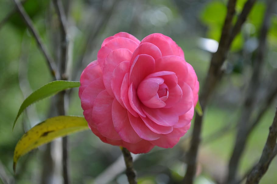 selective photography of pink camellia flower, red flower, nature