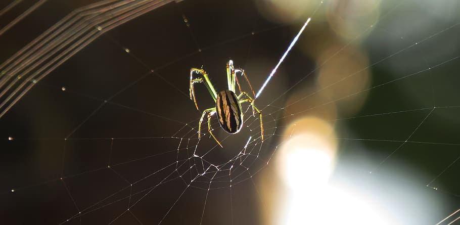 spider, arachnid, insect, web, nature, armenia, spider web HD wallpaper